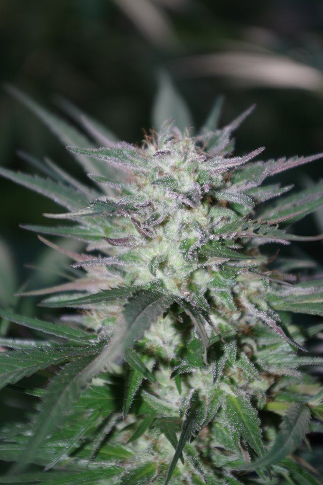 Grow Log 2402 09 27 2017