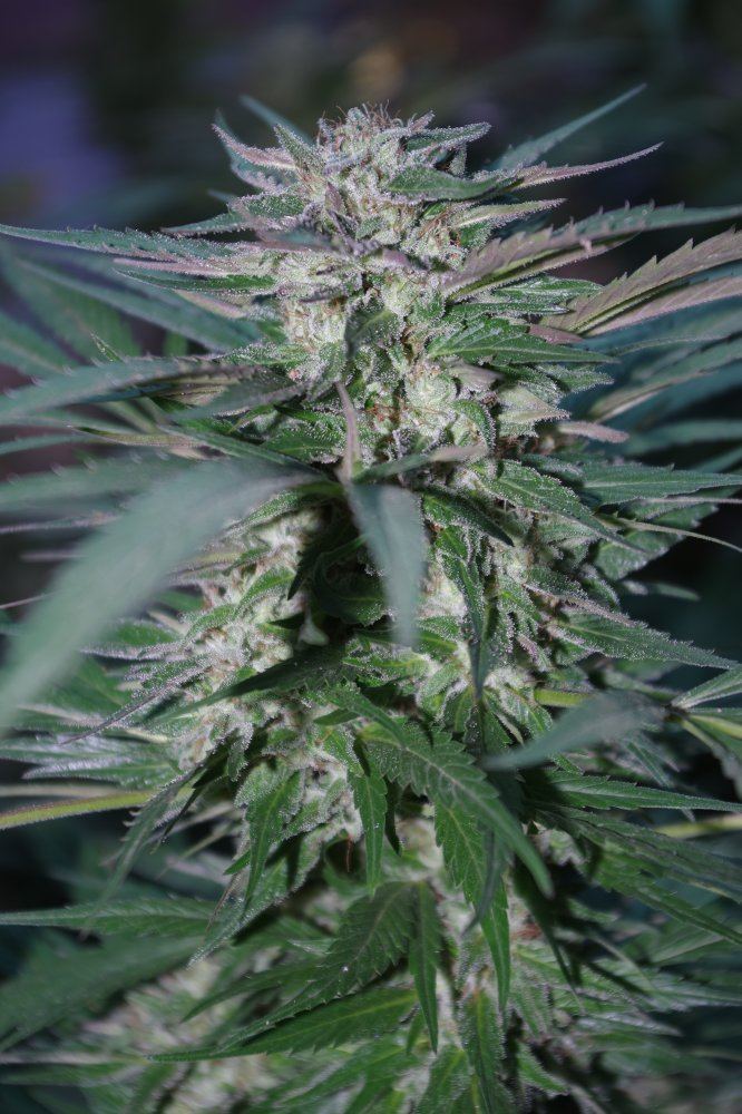 Grow Log 2407 09 27 2017
