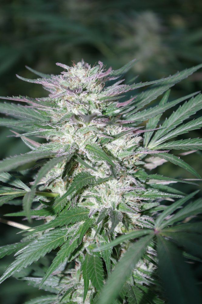 Grow Log 2414 09 27 2017