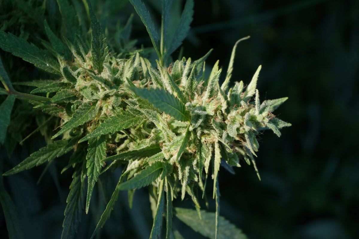 Grow Log 2447 09 28 2017
