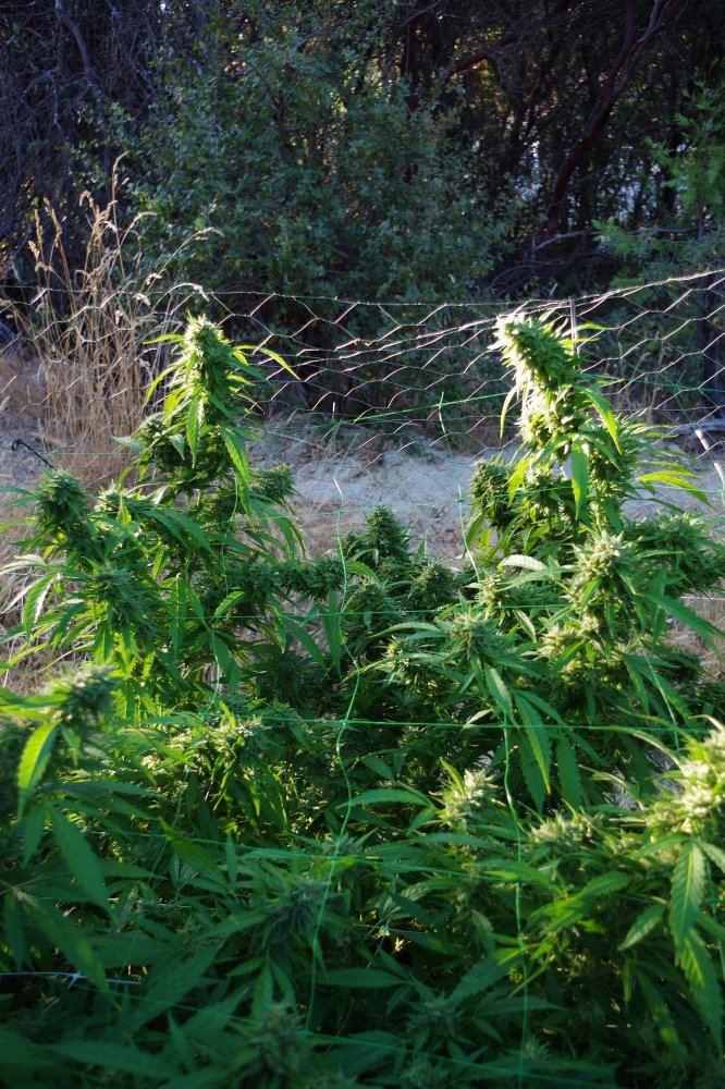 Grow Log 2463 09 28 2017