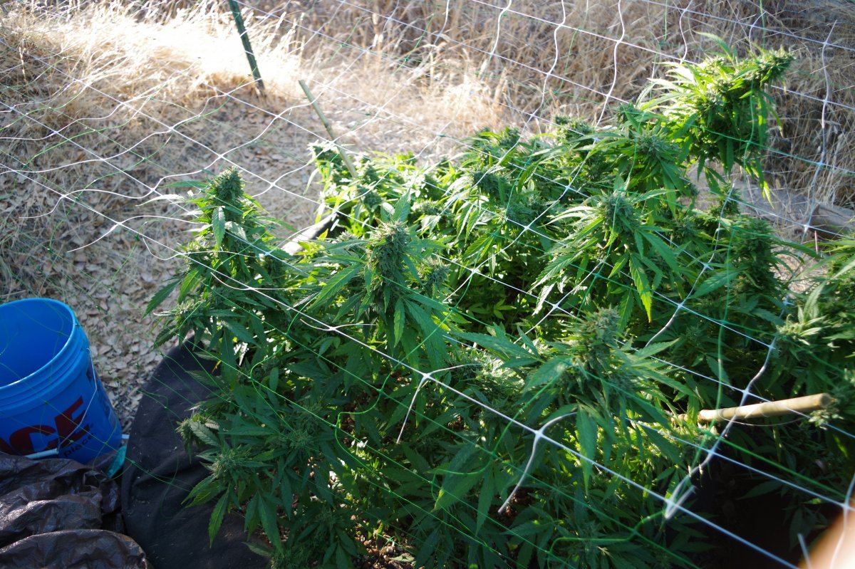 Grow Log 2467 09 28 2017