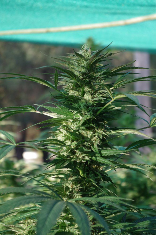 Grow Log 2471 09 28 2017