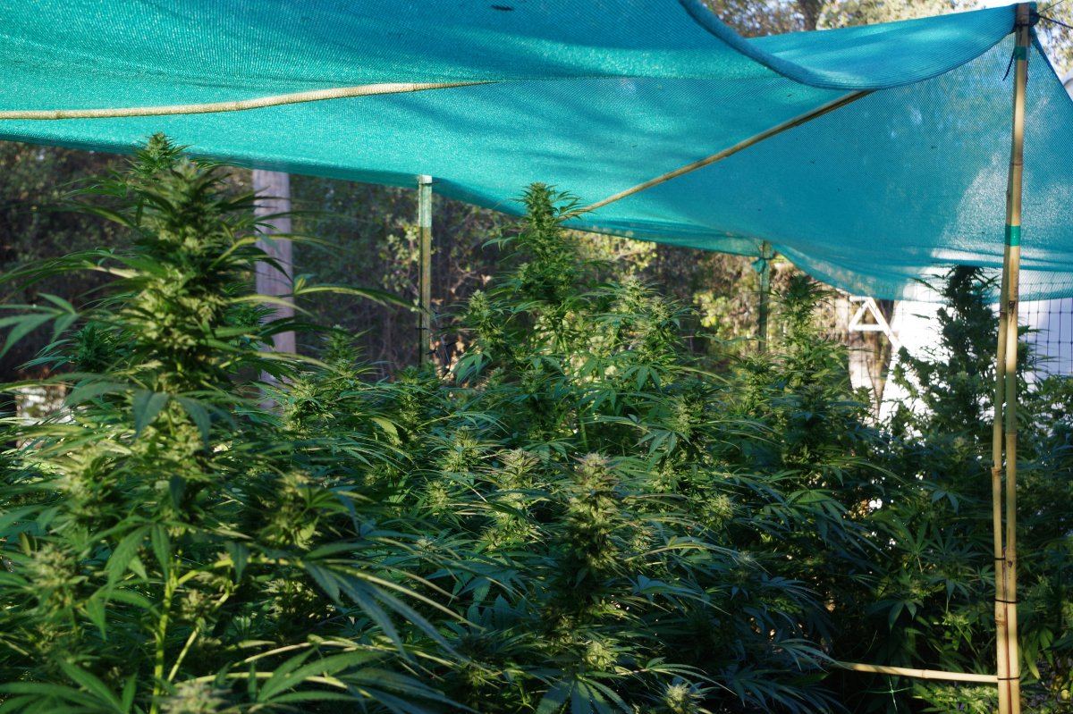 Grow Log 2477 09 28 2017