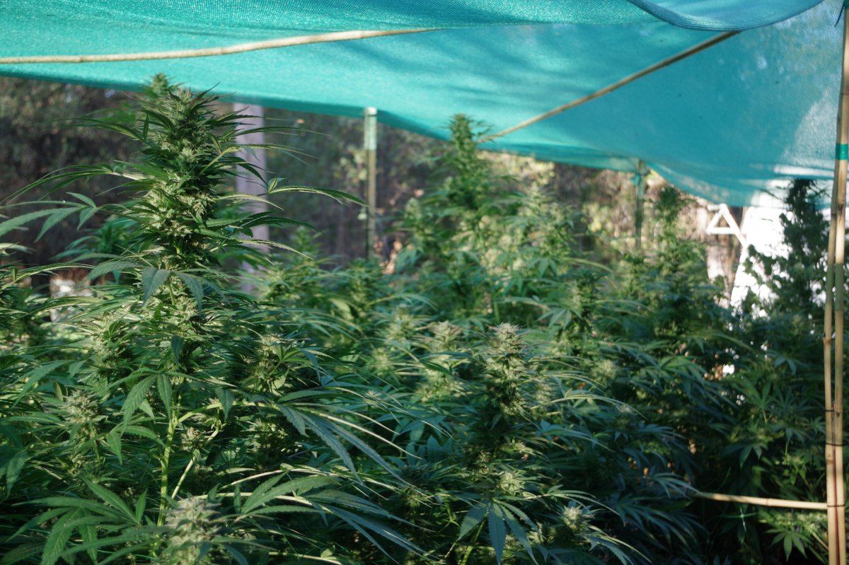 Grow Log 2480 09 28 2017