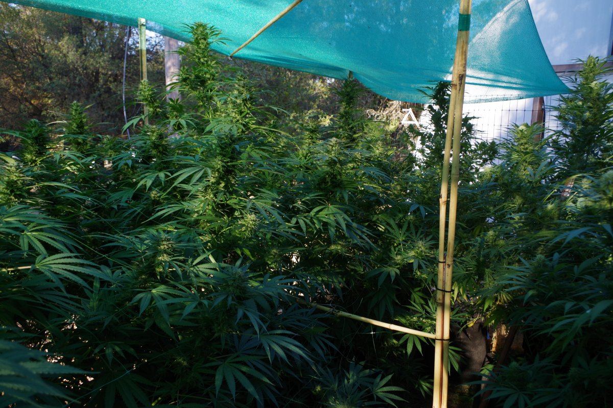 Grow Log 2523 09 28 2017