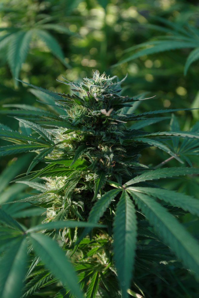 Grow Log 2529 09 28 2017
