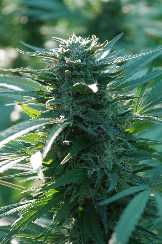 Grow Log 2533 09 28 2017