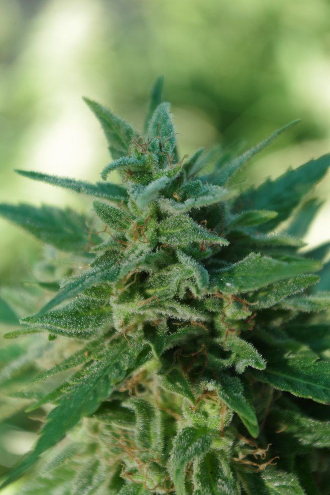 Grow Log 2579 09 28 2017
