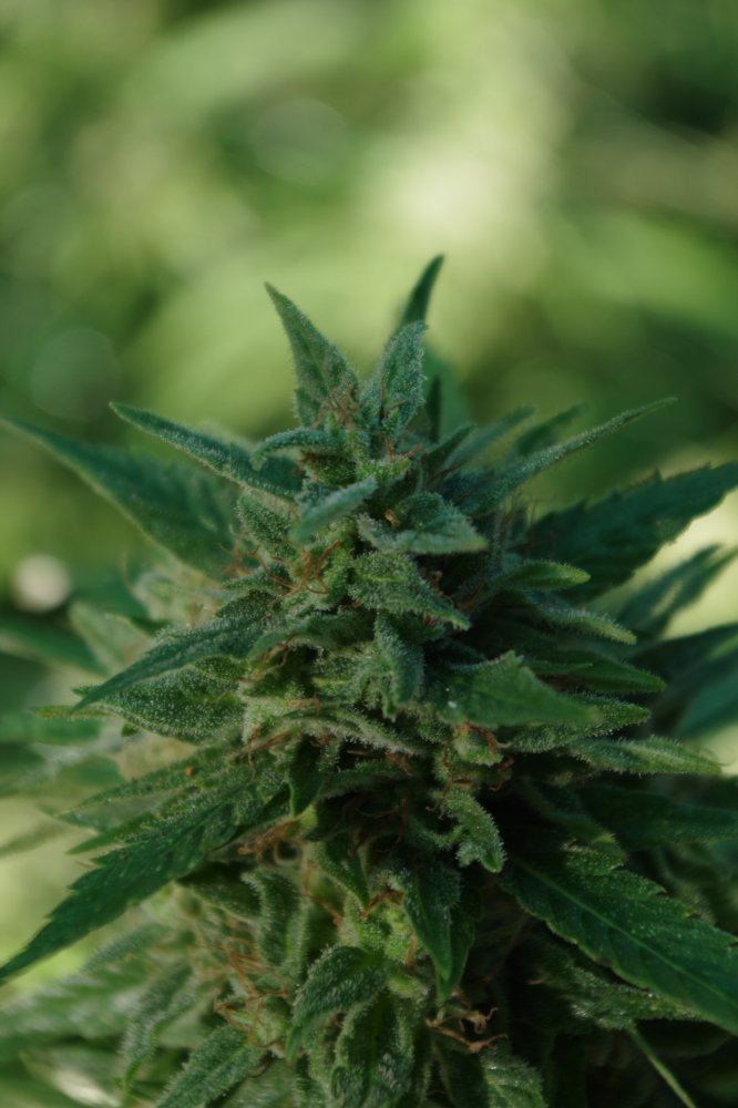Grow Log 2591 09 28 2017