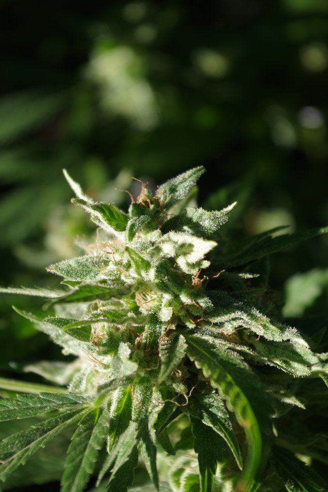 Grow Log 2619 09 28 2017