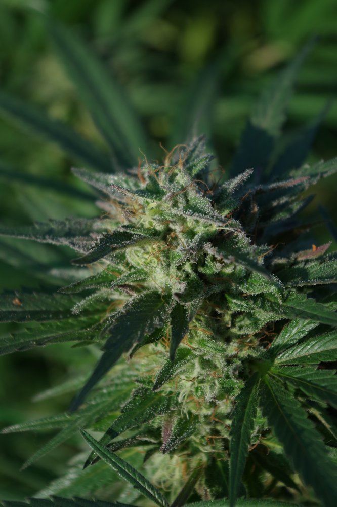 Grow Log 2629 09 28 2017