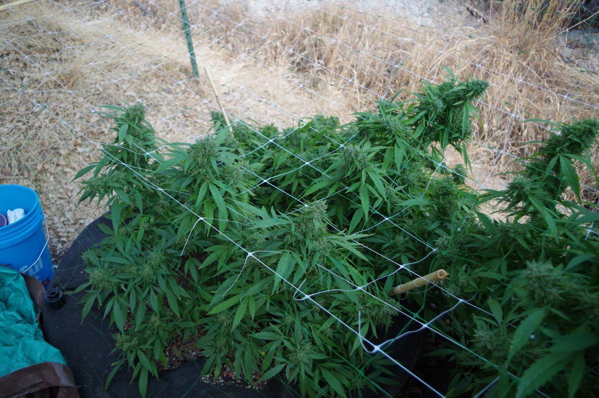 Grow Log 2644 09 30 2017