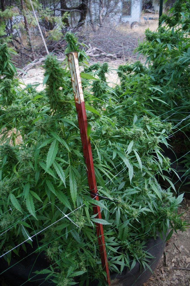 Grow Log 2650 09 30 2017