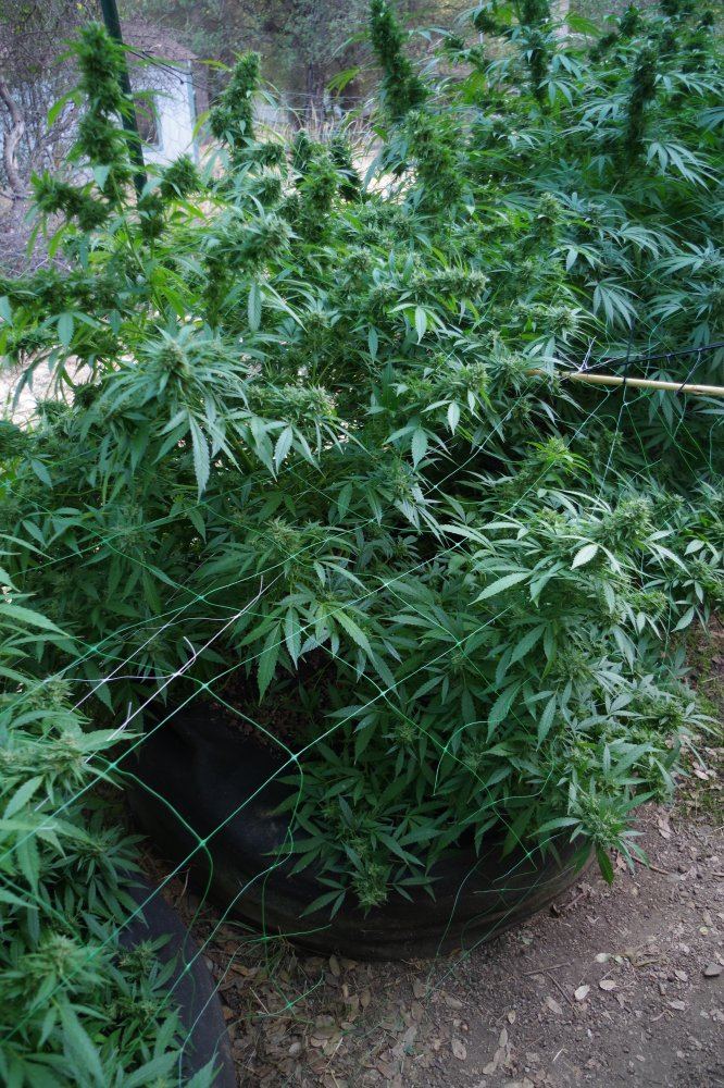 Grow Log 2651 09 30 2017