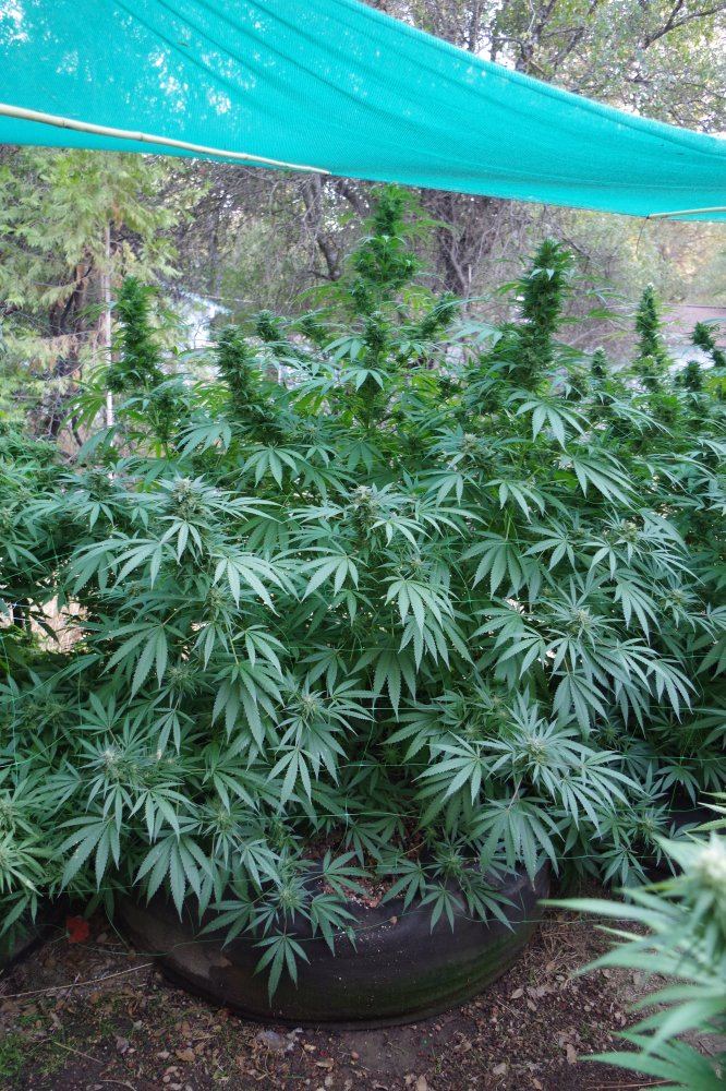 Grow Log 2667 09 30 2017