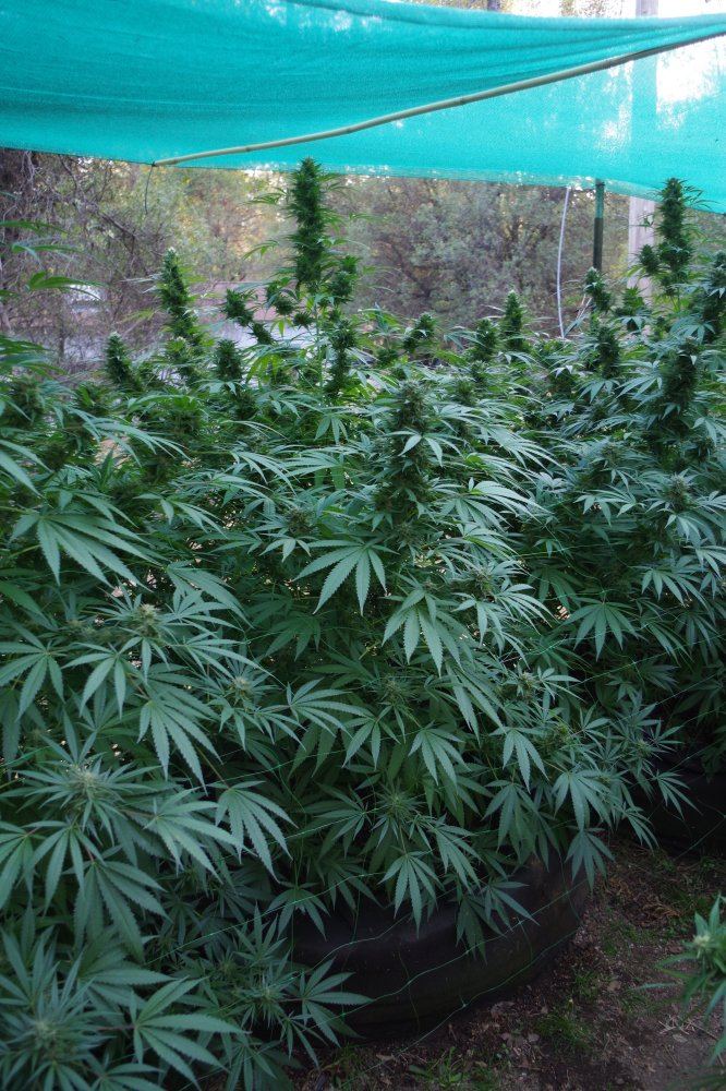 Grow Log 2671 09 30 2017