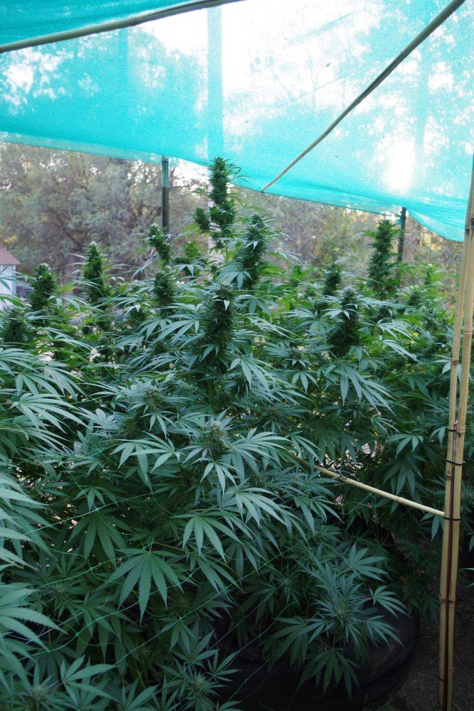 Grow Log 2679 09 30 2017