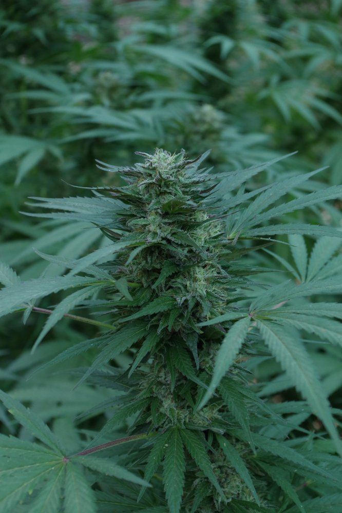 Grow Log 2690 09 30 2017