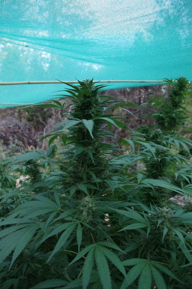 Grow Log 2692 09 30 2017