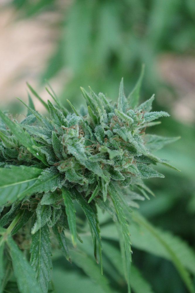 Grow Log 2709 09 30 2017