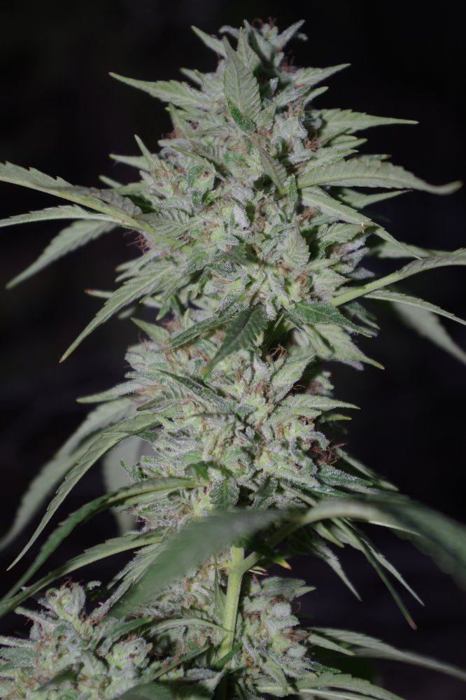 Grow Log 2734 09 30 2017
