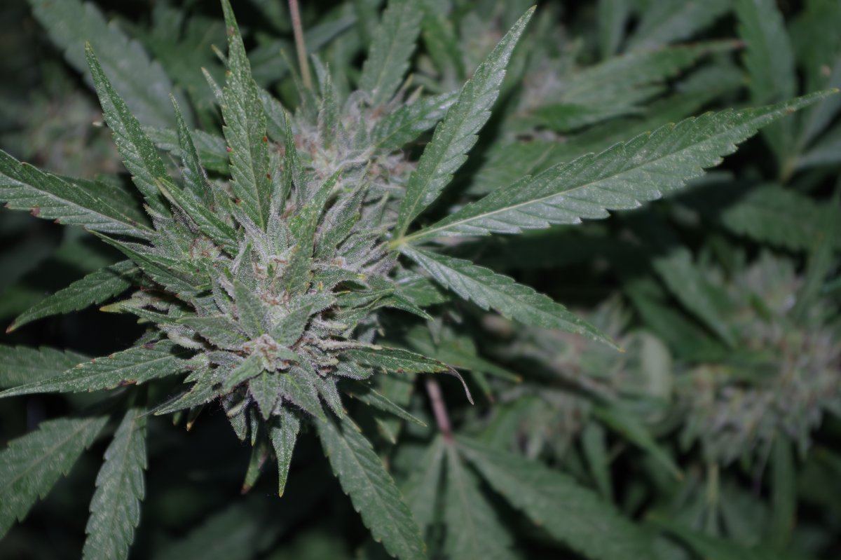 Grow Log 2735 09 30 2017