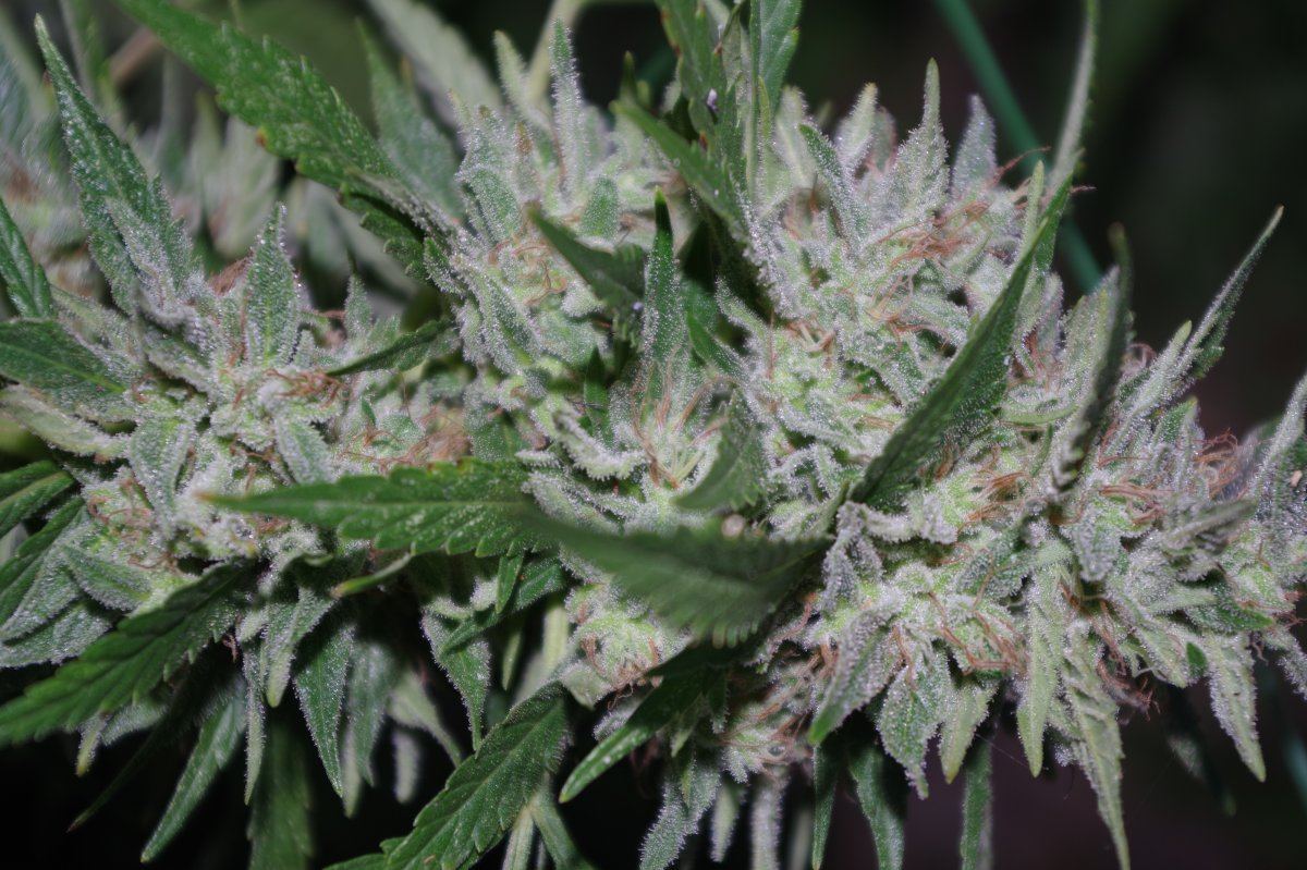 Grow Log 2737 09 30 2017