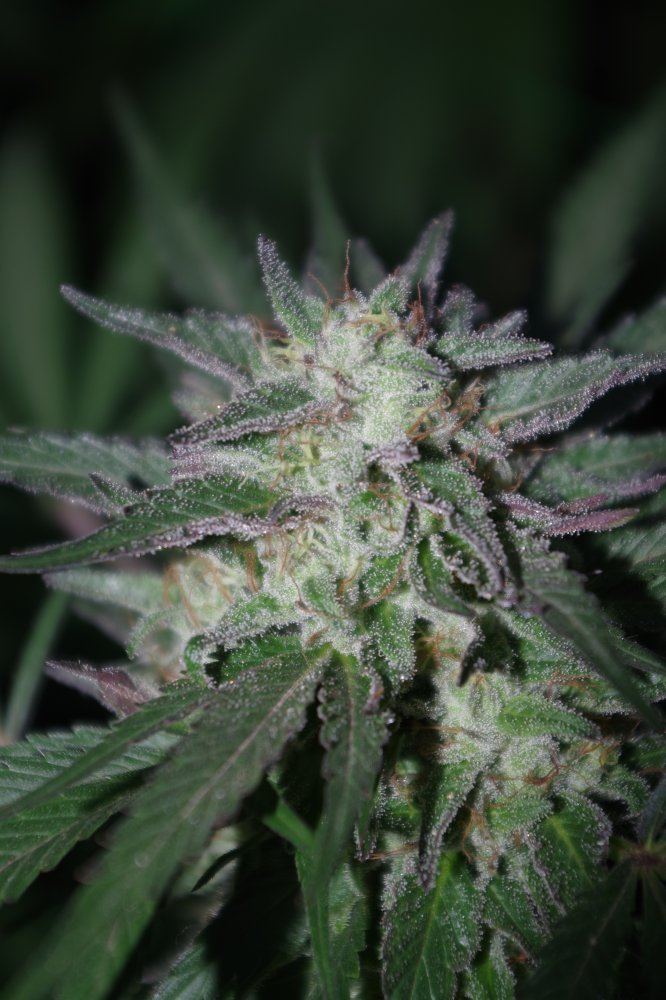 Grow Log 2743 09 30 2017