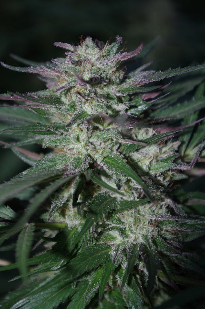 Grow Log 2756 09 30 2017
