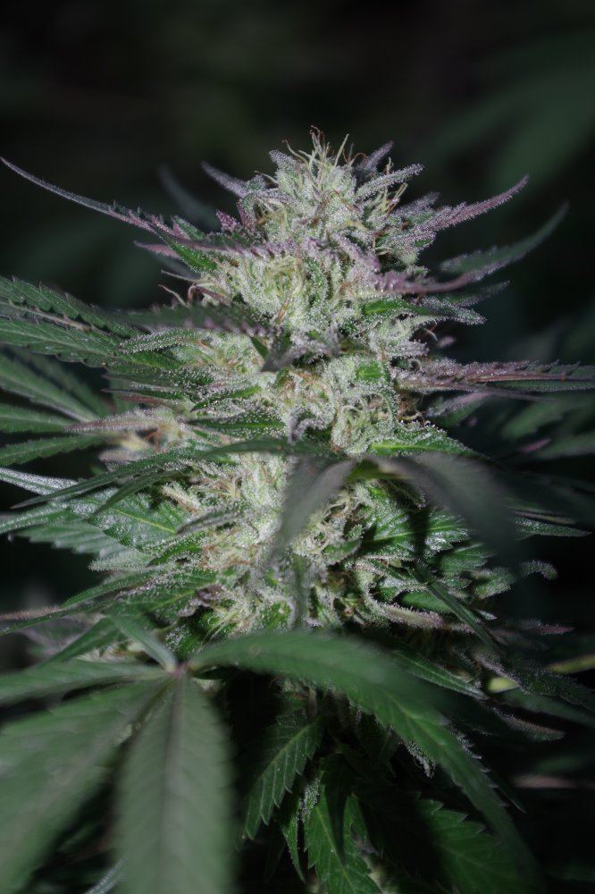 Grow Log 2759 09 30 2017