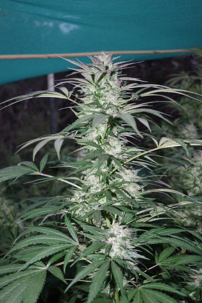 Grow Log 2761 09 30 2017