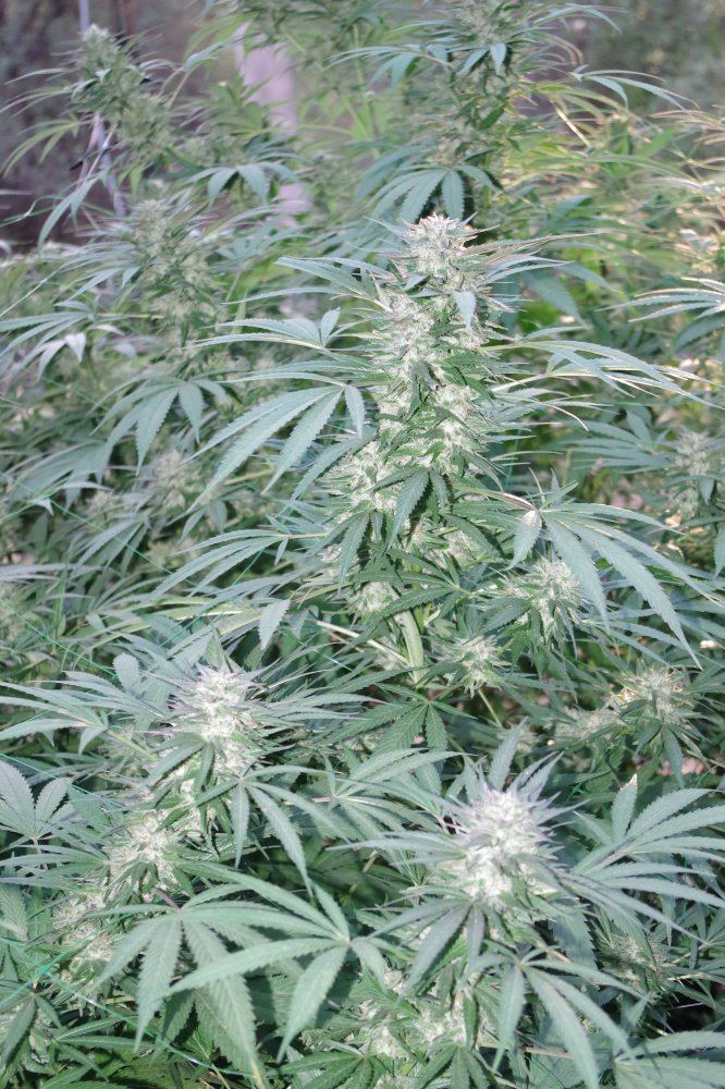 Grow Log 2764 09 30 2017