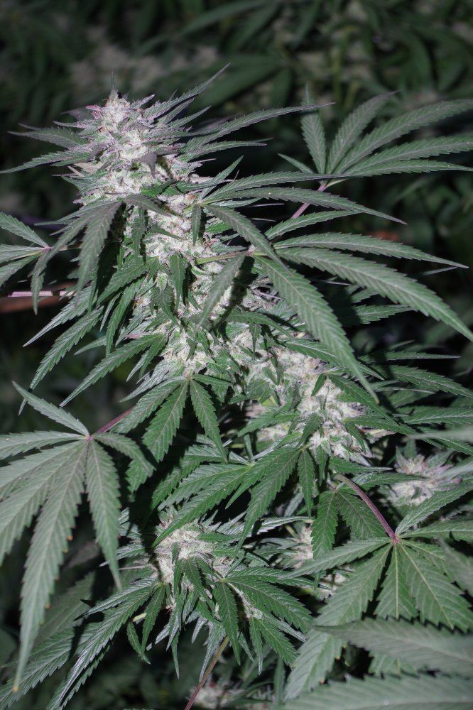 Grow Log 2772 09 30 2017