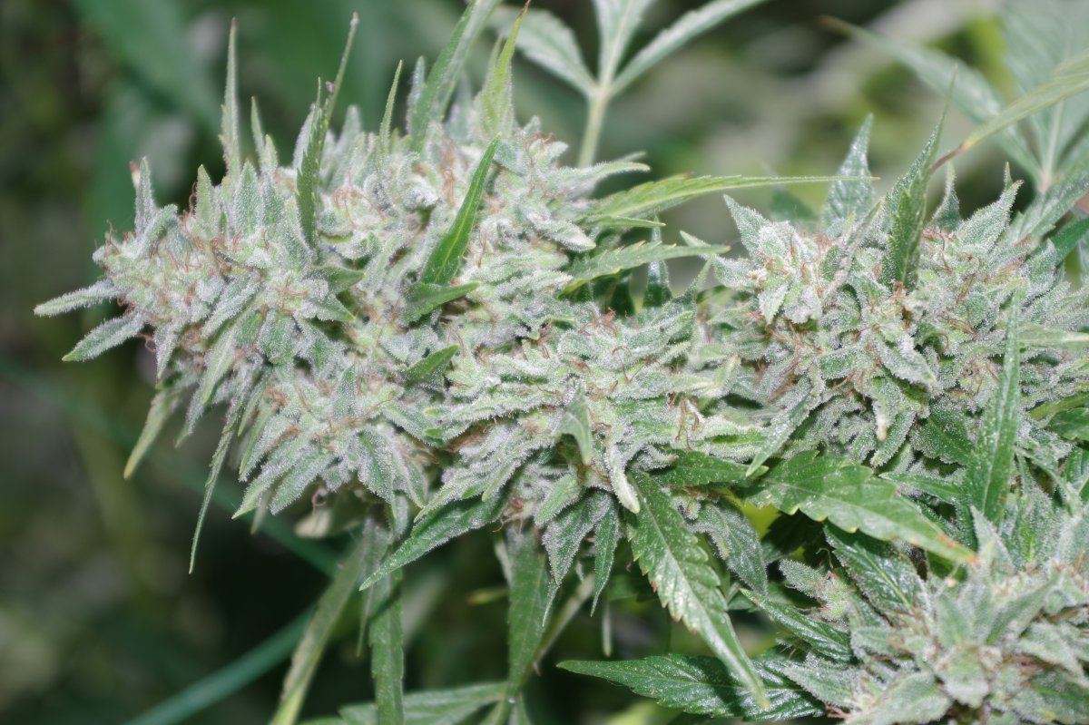 Grow Log 3200 10 02 2017