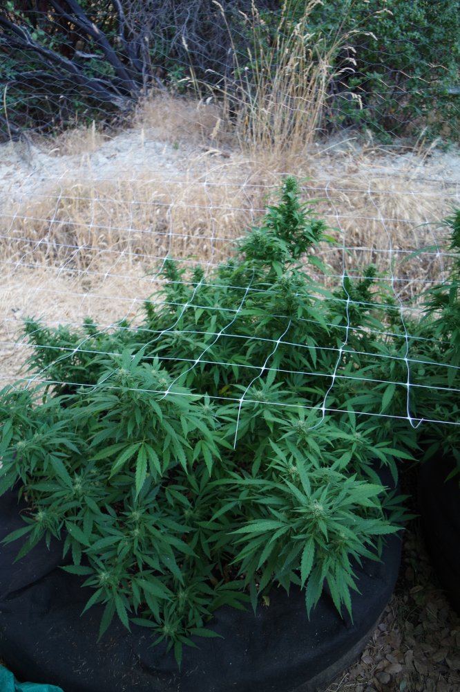 Grow Log 3220 08 29 2017
