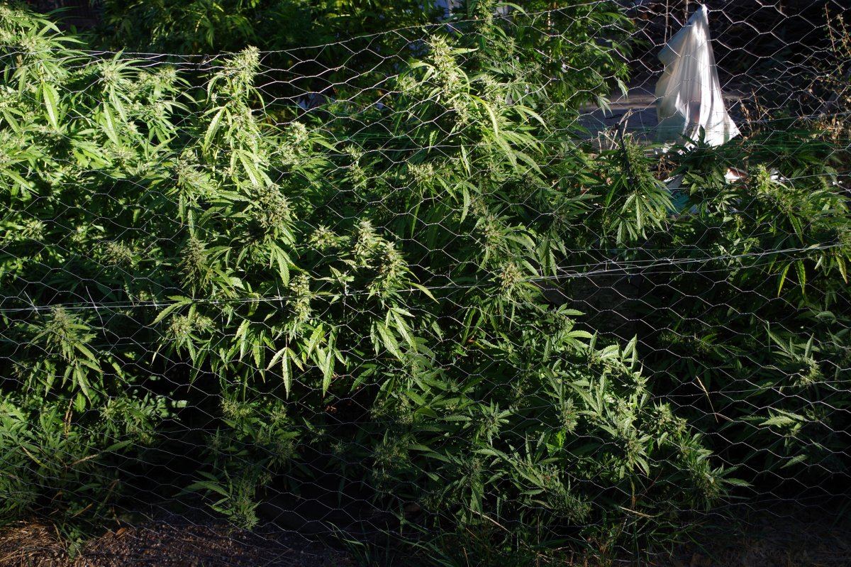 Grow Log 3224 10 04 2017