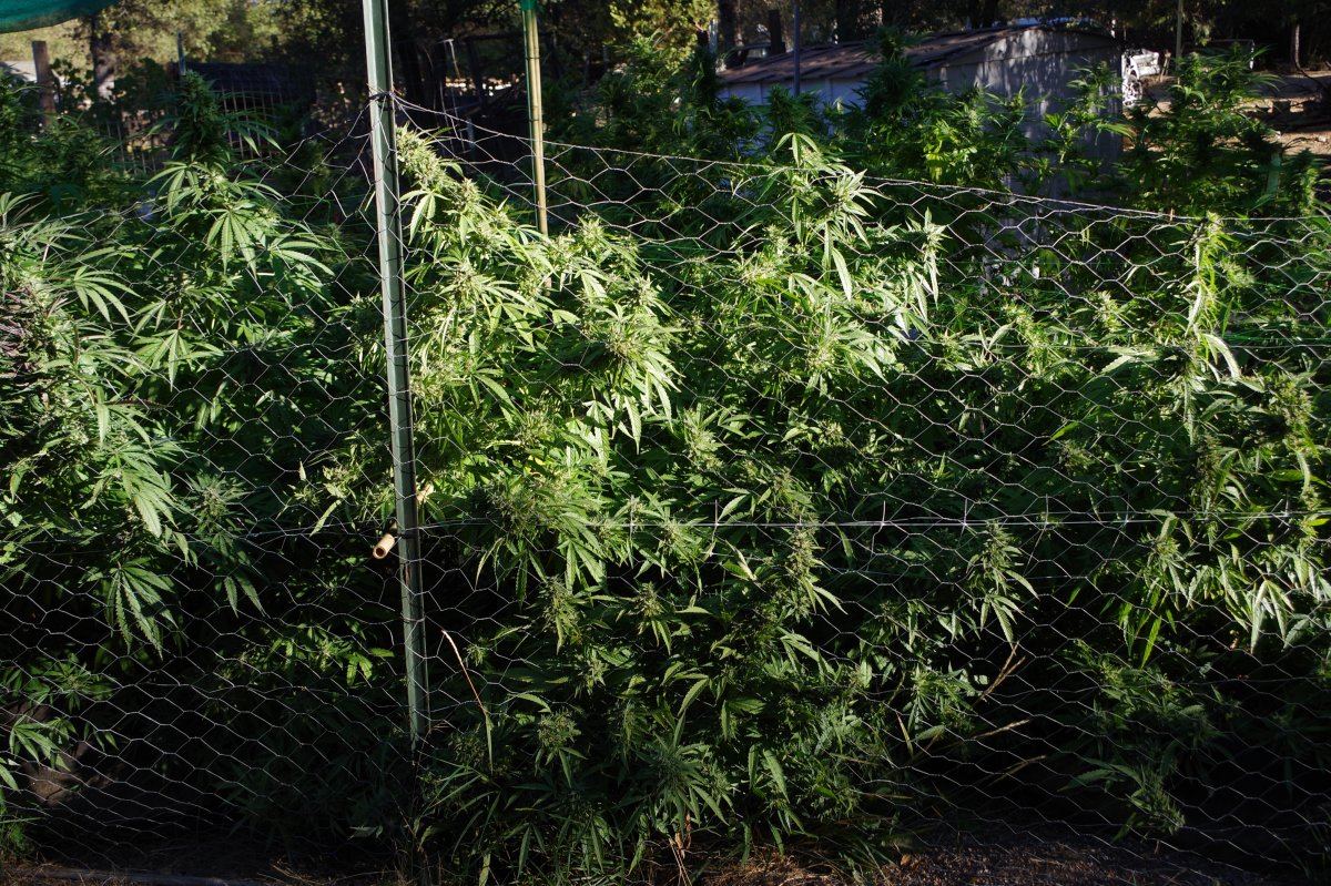 Grow Log 3230 10 04 2017