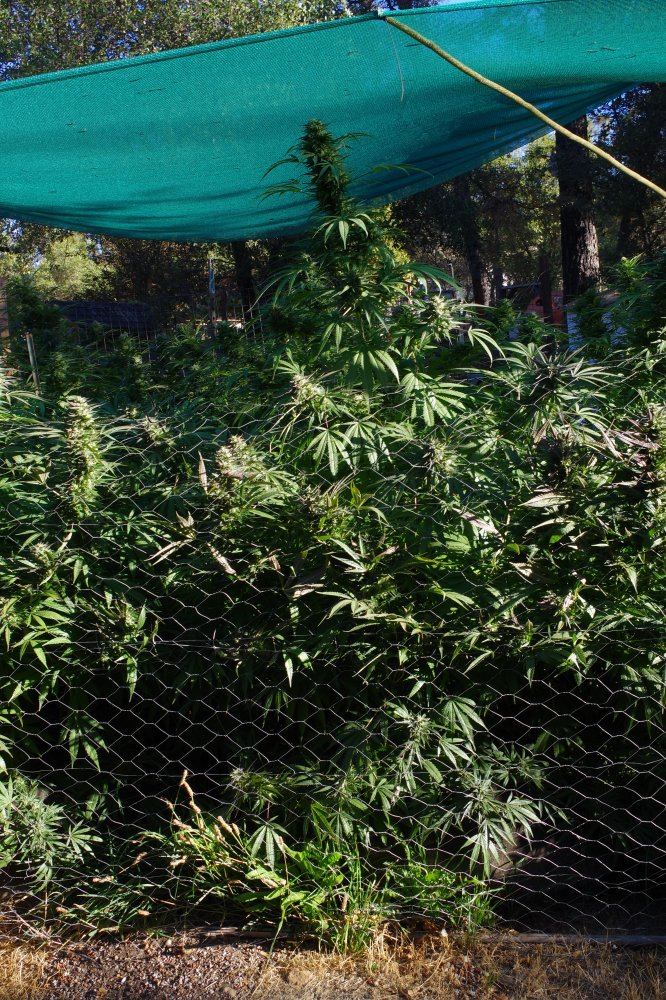 Grow Log 3239 10 04 2017