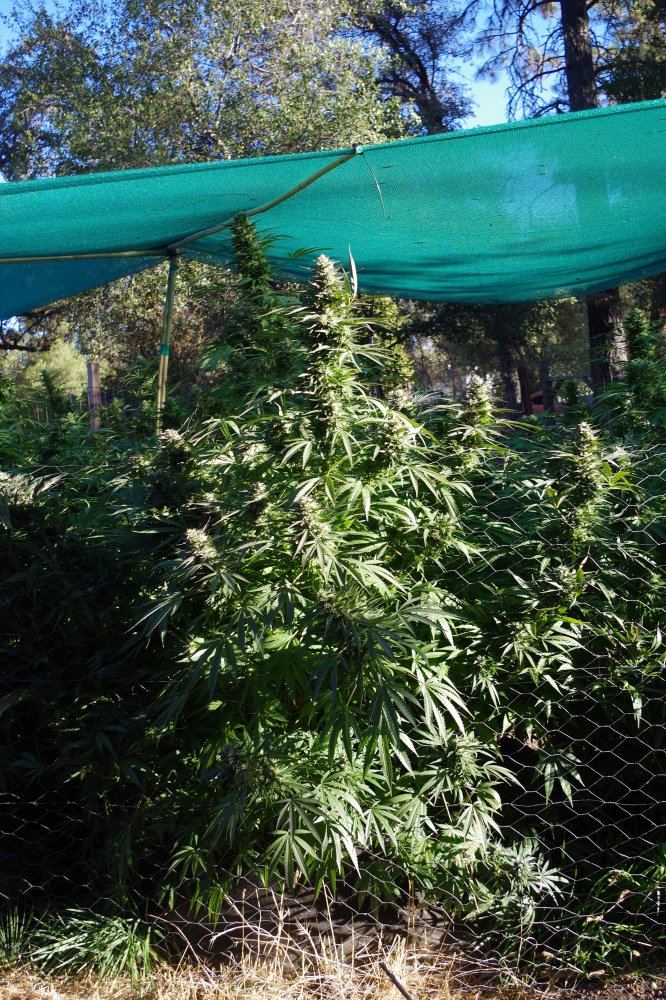 Grow Log 3240 10 04 2017