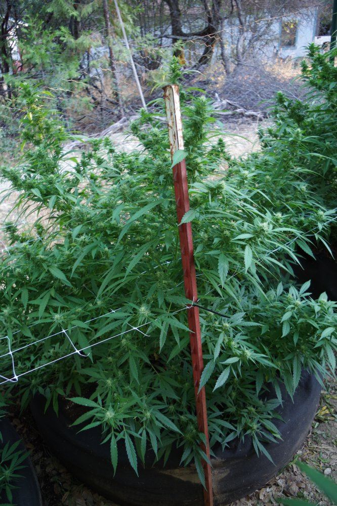 Grow Log 3242 08 29 2017