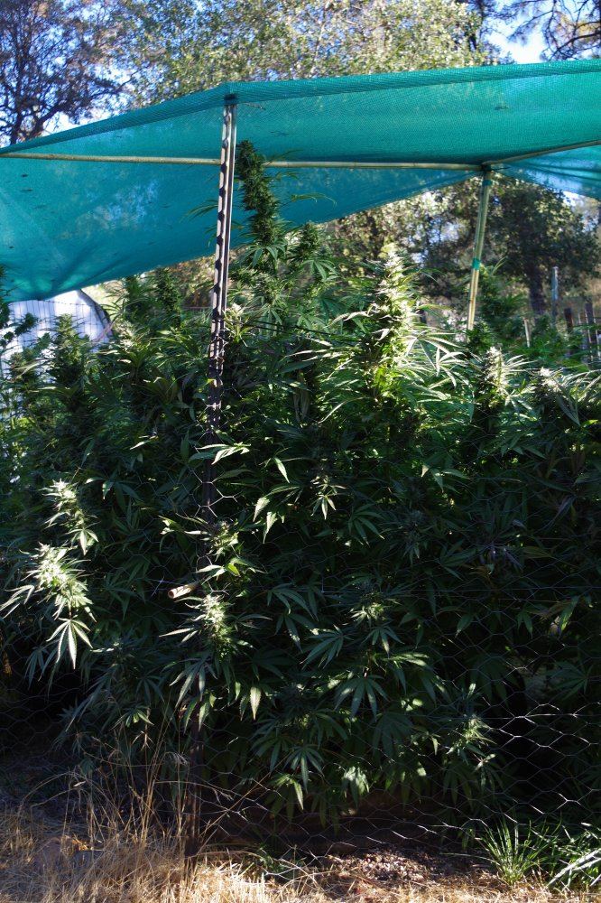 Grow Log 3248 10 04 2017