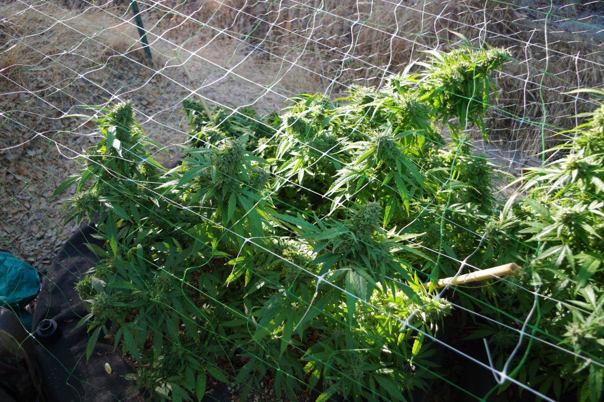 Grow Log 3253 10 04 2017