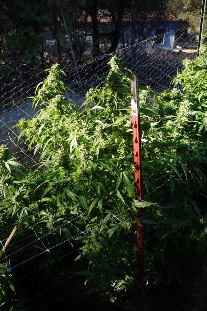 Grow Log 3263 10 04 2017