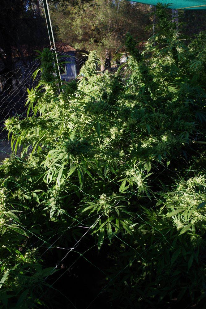 Grow Log 3273 10 04 2017