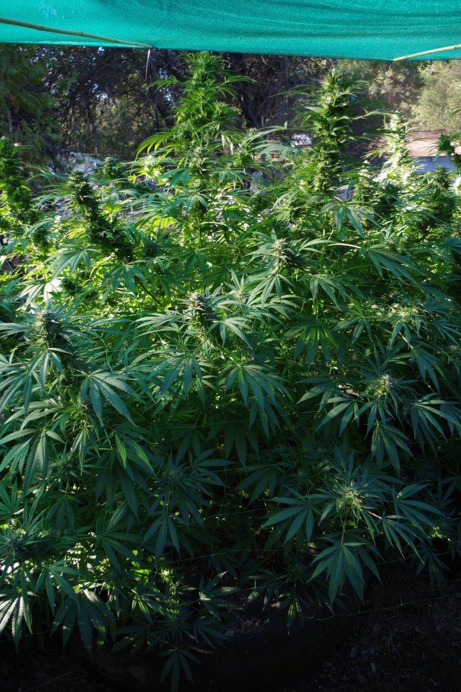 Grow Log 3279 10 04 2017