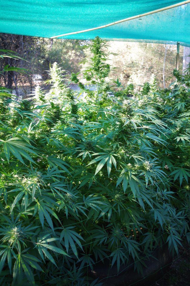 Grow Log 3286 10 04 2017