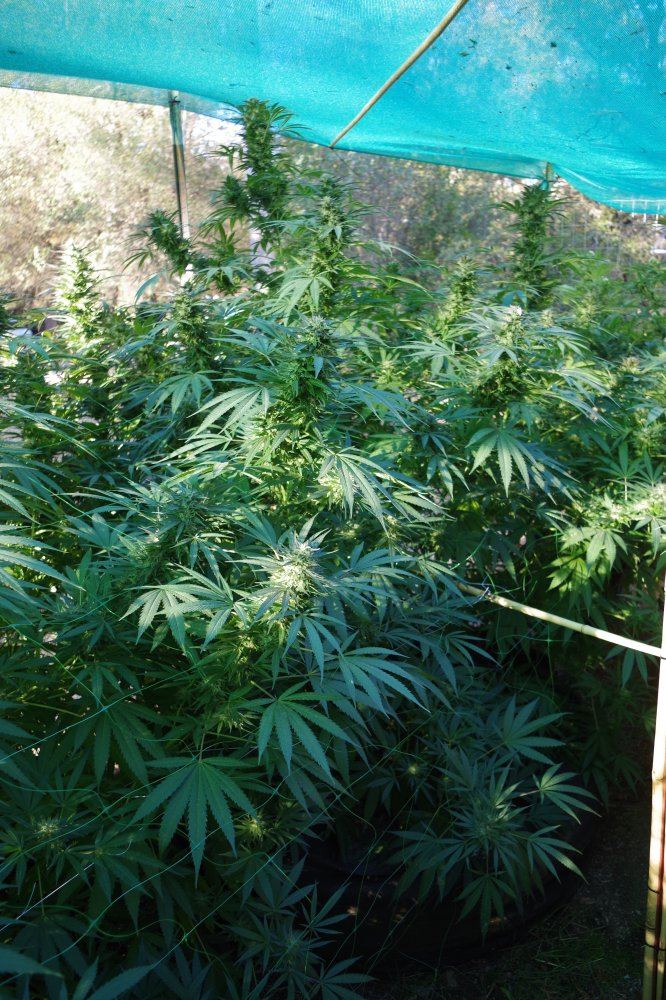 Grow Log 3293 10 04 2017