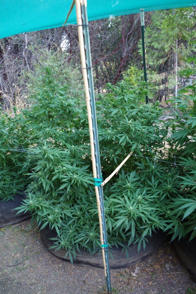 Grow Log 3298 08 29 2017