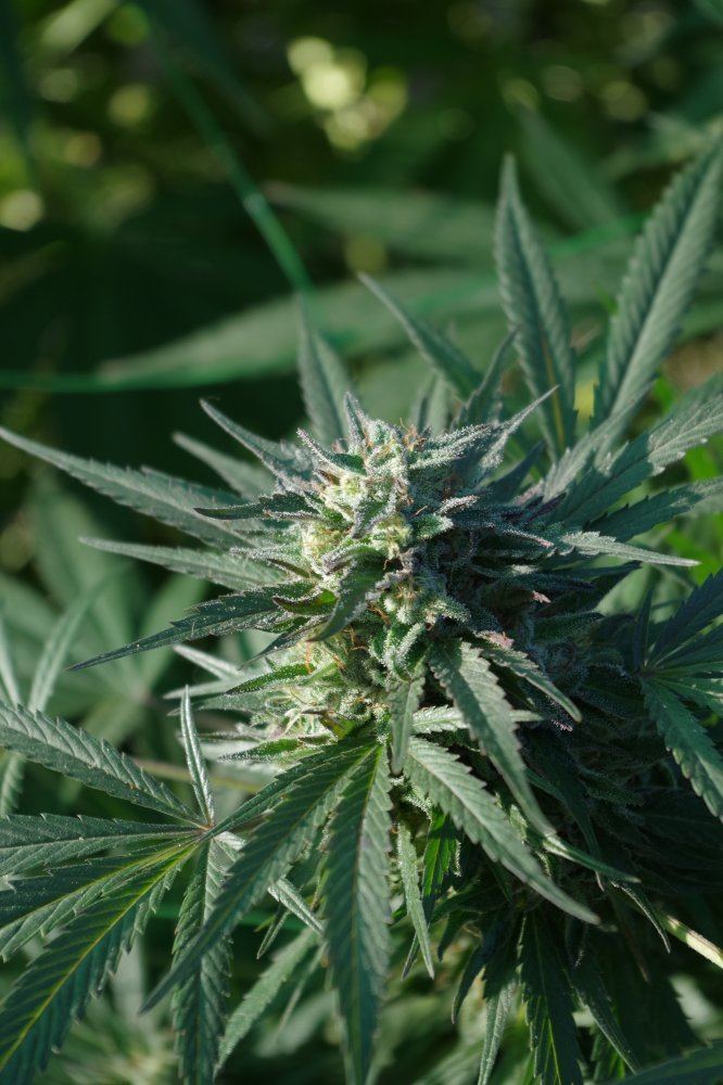 Grow Log 3305 10 04 2017